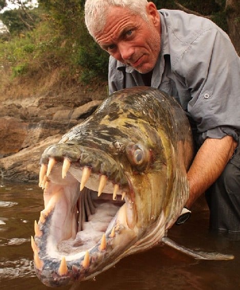 15 de los animales más aterradores que nunca conociste 27