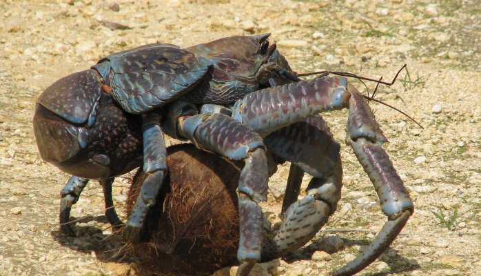 15 de los animales más aterradores que nunca conociste 3