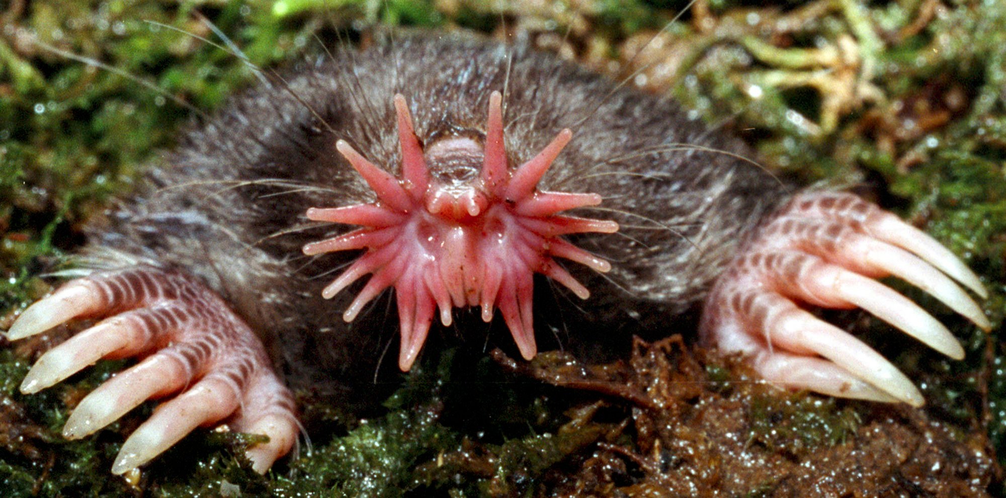 15 de los animales más aterradores que nunca conociste 6