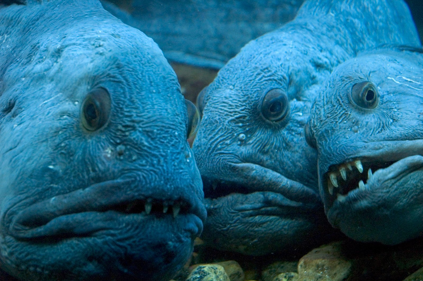 15 de los animales más aterradores que nunca conociste 8