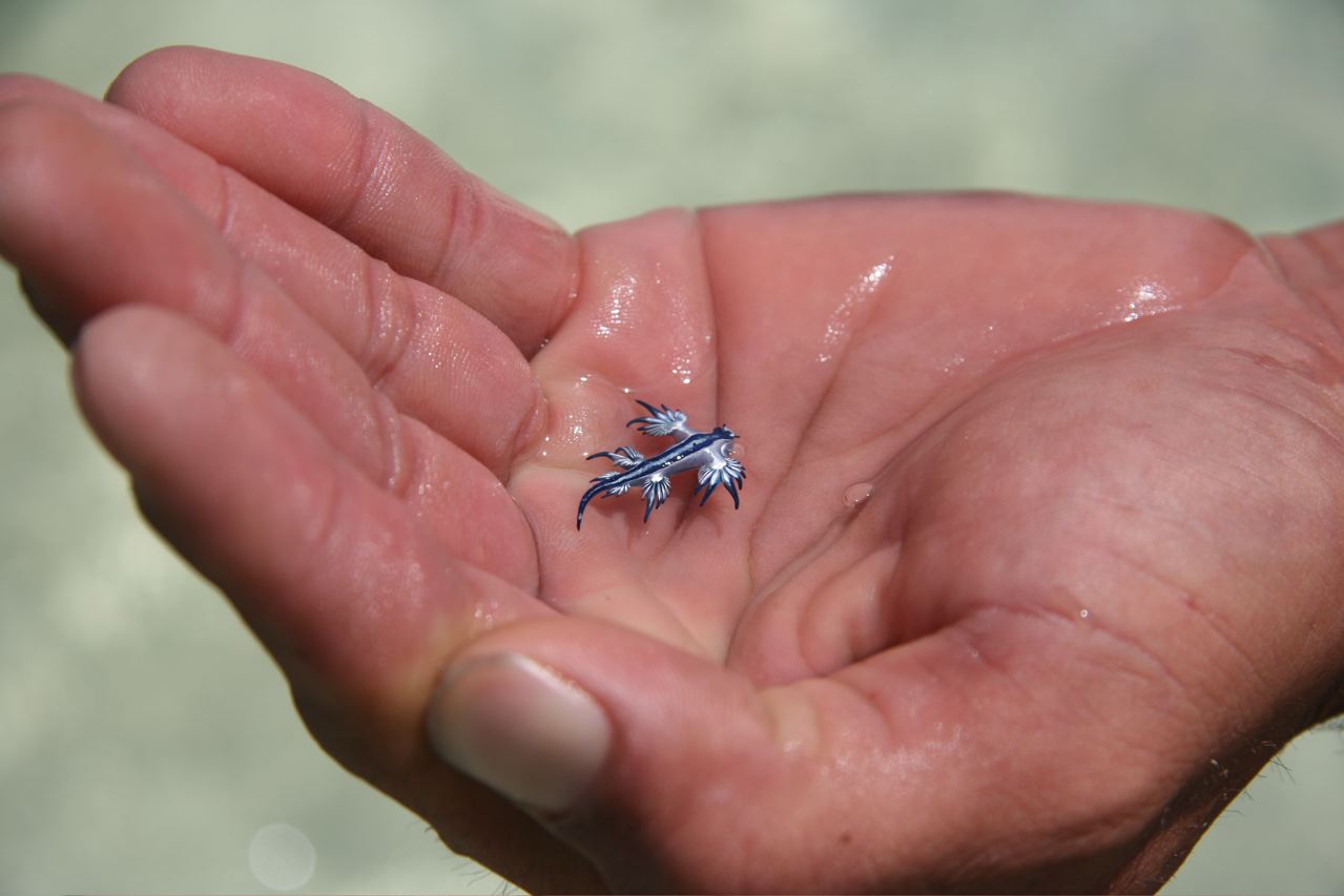 3 extrañas criaturas del océano que te dejarán boquiabierto 10