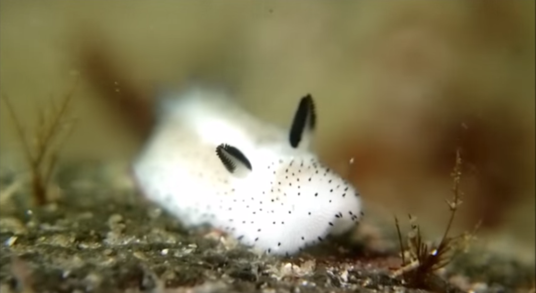 3 extrañas criaturas del océano que te dejarán boquiabierto 2