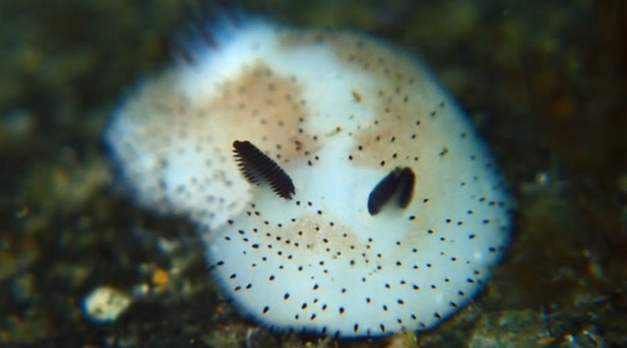 3 extrañas criaturas del océano que te dejarán boquiabierto 3