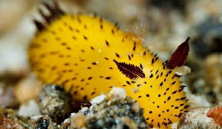 3 extrañas criaturas del océano que te dejarán boquiabierto 4