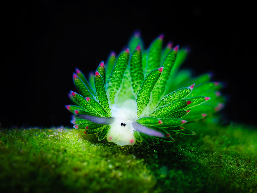 3 extrañas criaturas del océano que te dejarán boquiabierto 7