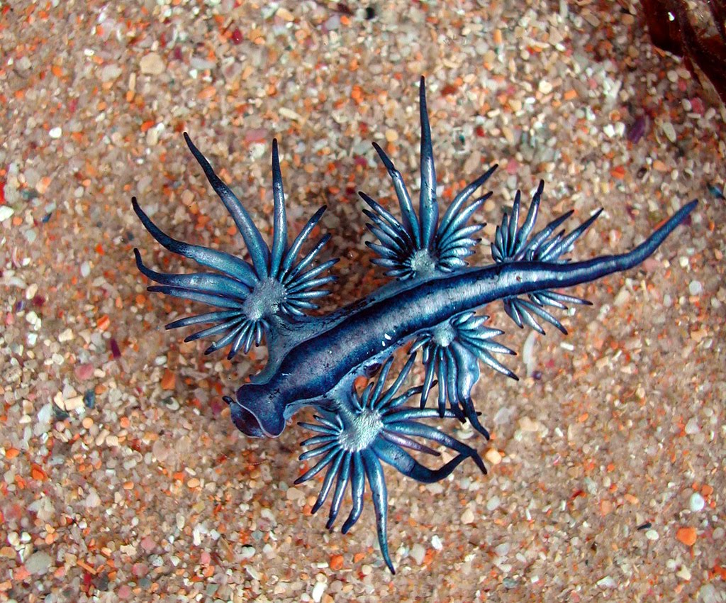 3 extrañas criaturas del océano que te dejarán boquiabierto 8