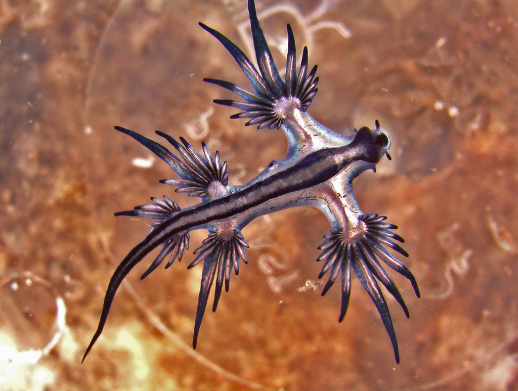 3 extrañas criaturas del océano que te dejarán boquiabierto 9