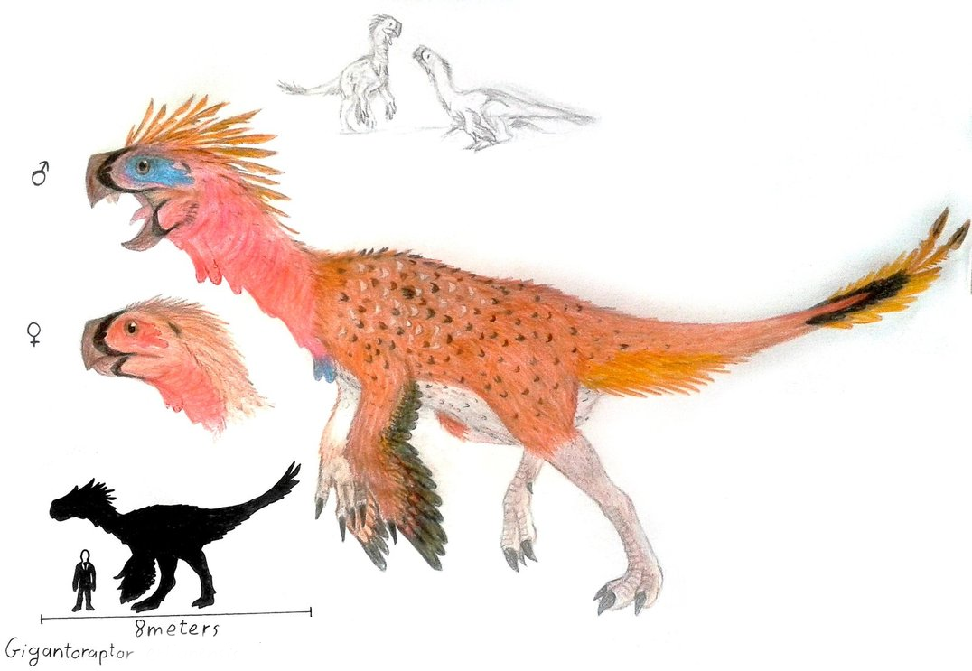 9) Gigantorraptor