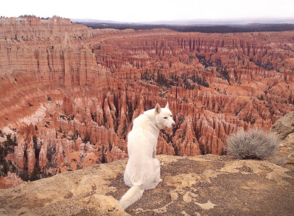 Solo 53 mil. John's Trailing Incredible Adventures y su perro 2