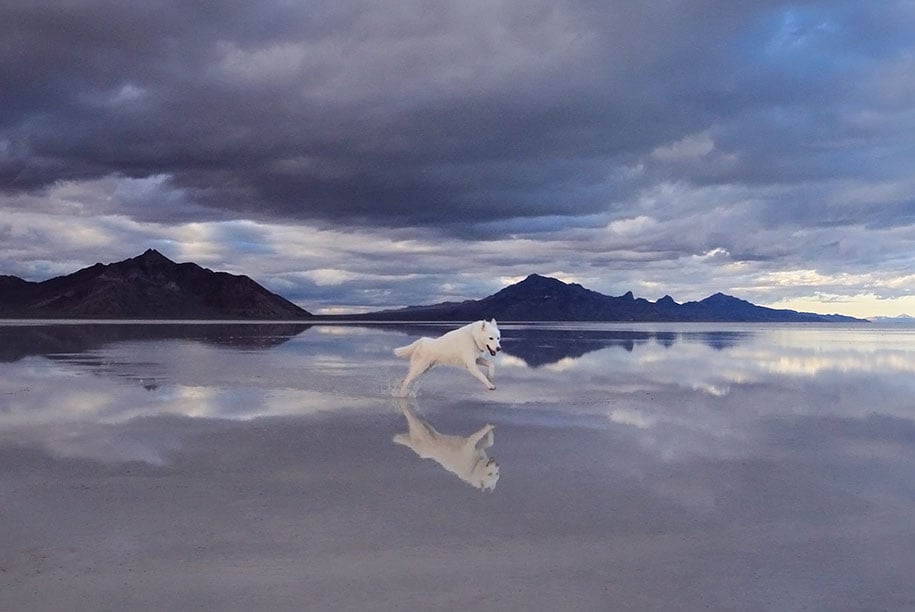 Solo 53 mil. John's Trailing Incredible Adventures y su perro 4