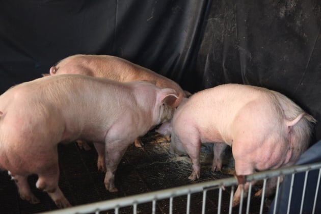 Mascotas que se parecen a Arnold Schwarzenegger de Animal Kingdom 11
