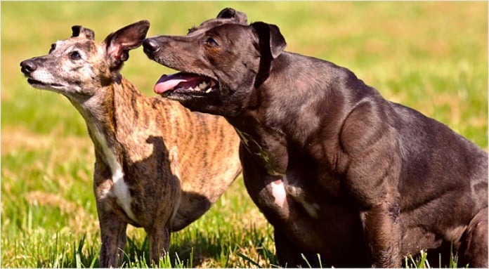 Mascotas que se parecen al Reino Animal Arnold Schwarzenegger 6