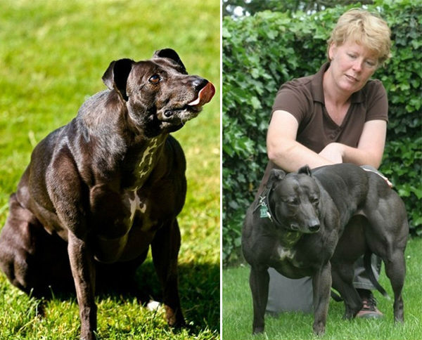 Mascotas que se parecen a Arnold Schwarzenegger del Reino Animal 8