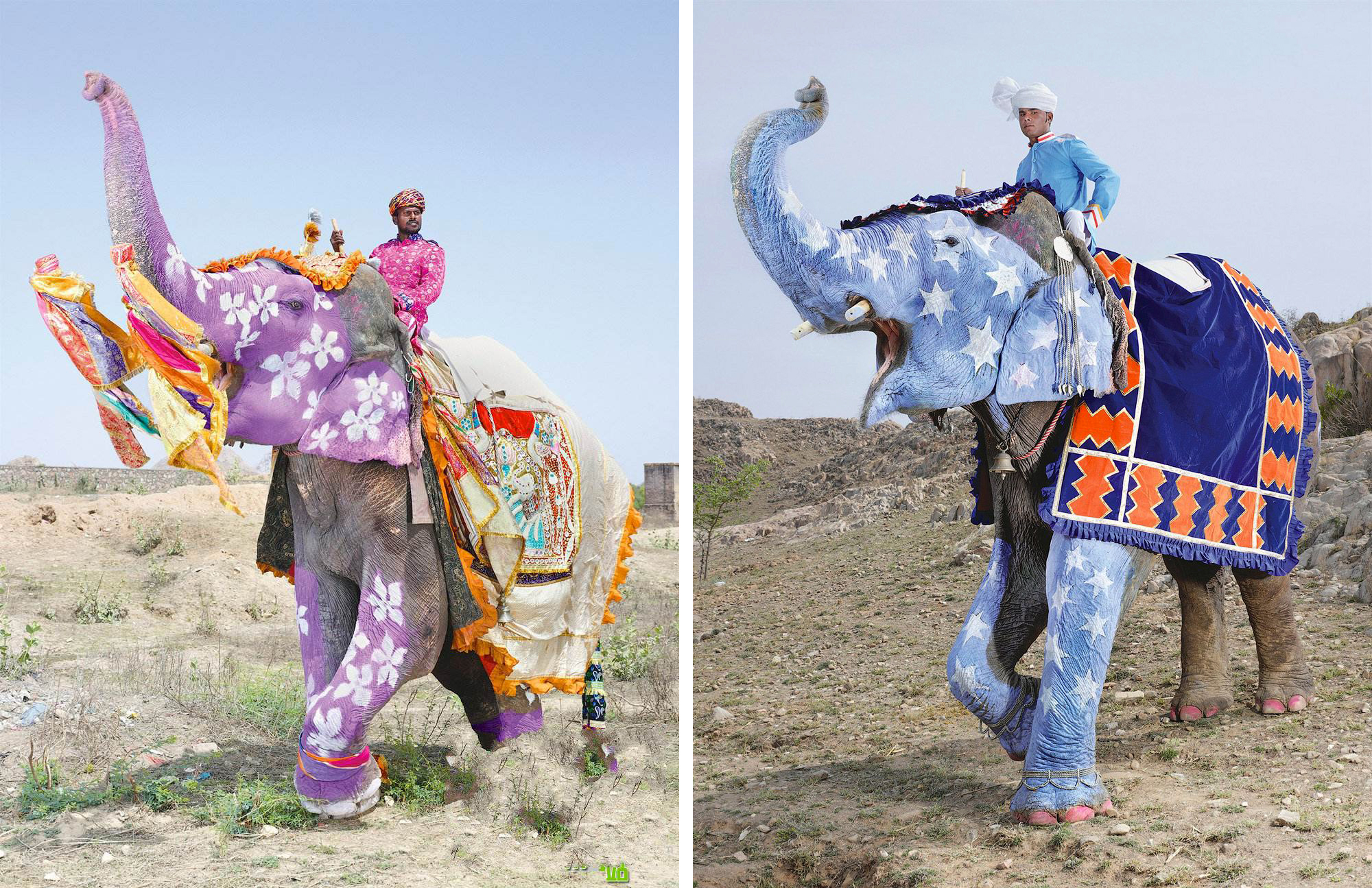 Festival del elefante en la India 6:00