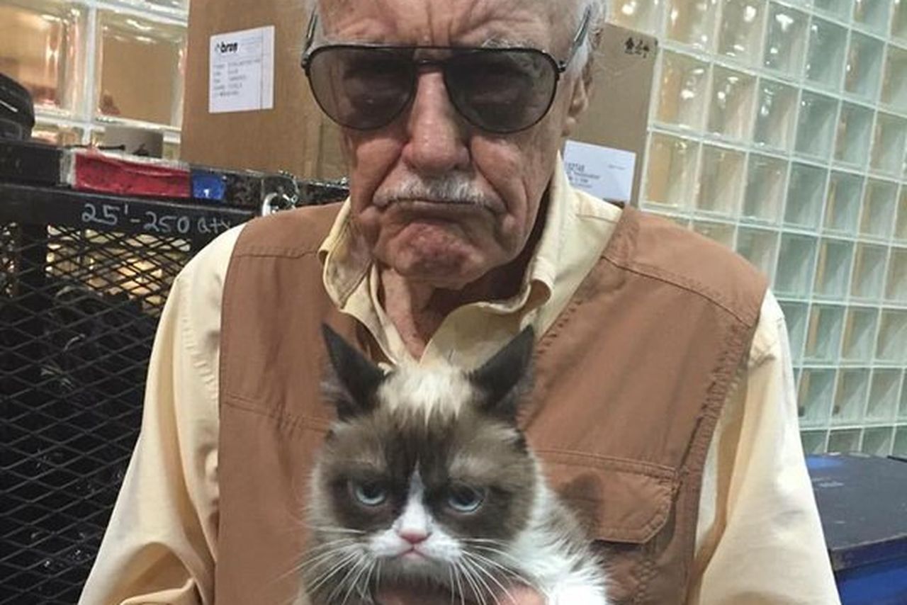 Gato gruñón 4