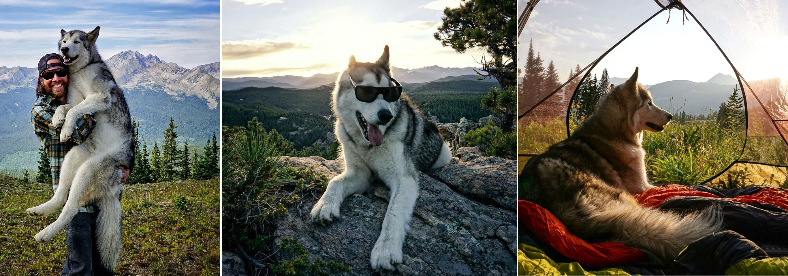 El perro lobo de Loki 1