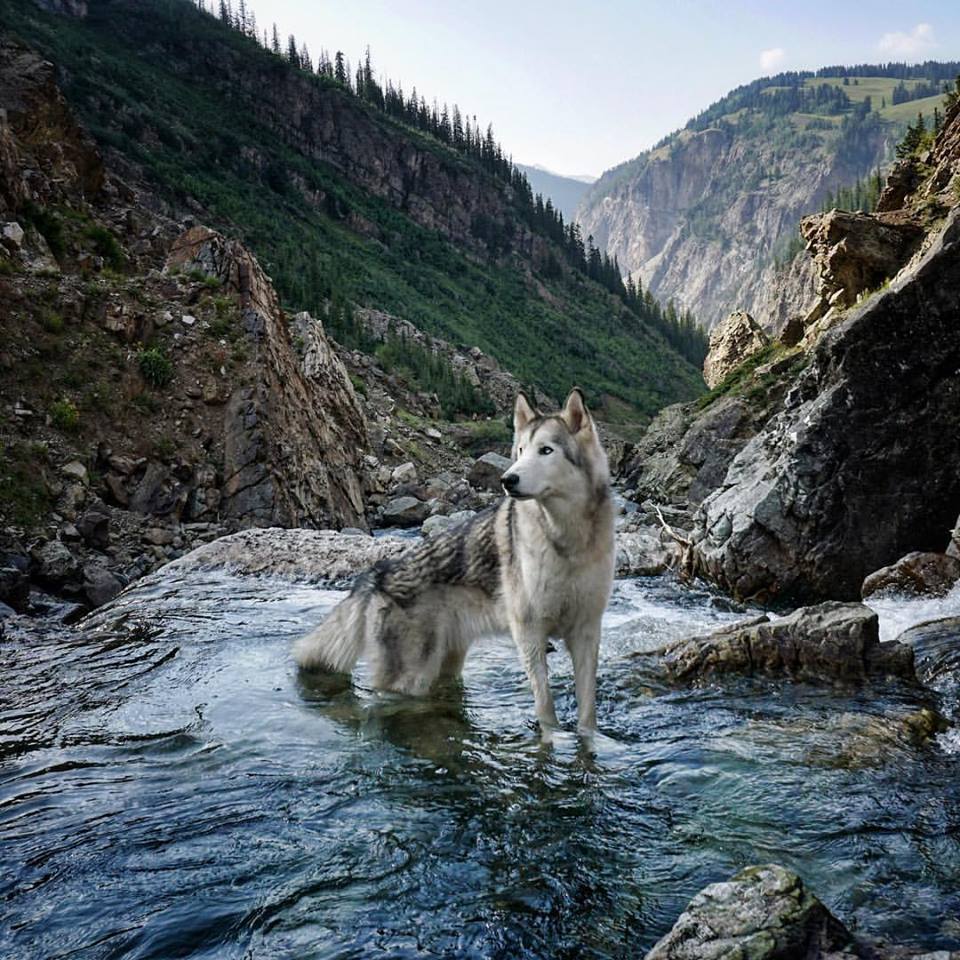 Loki el perro lobo 12