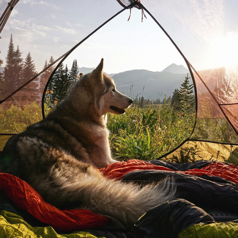Perro lobo Loki 3