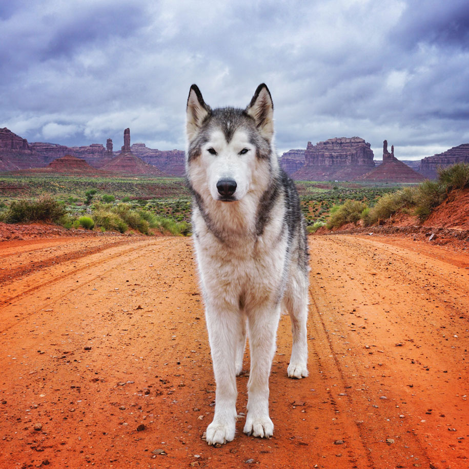 Perro lobo Loki 4