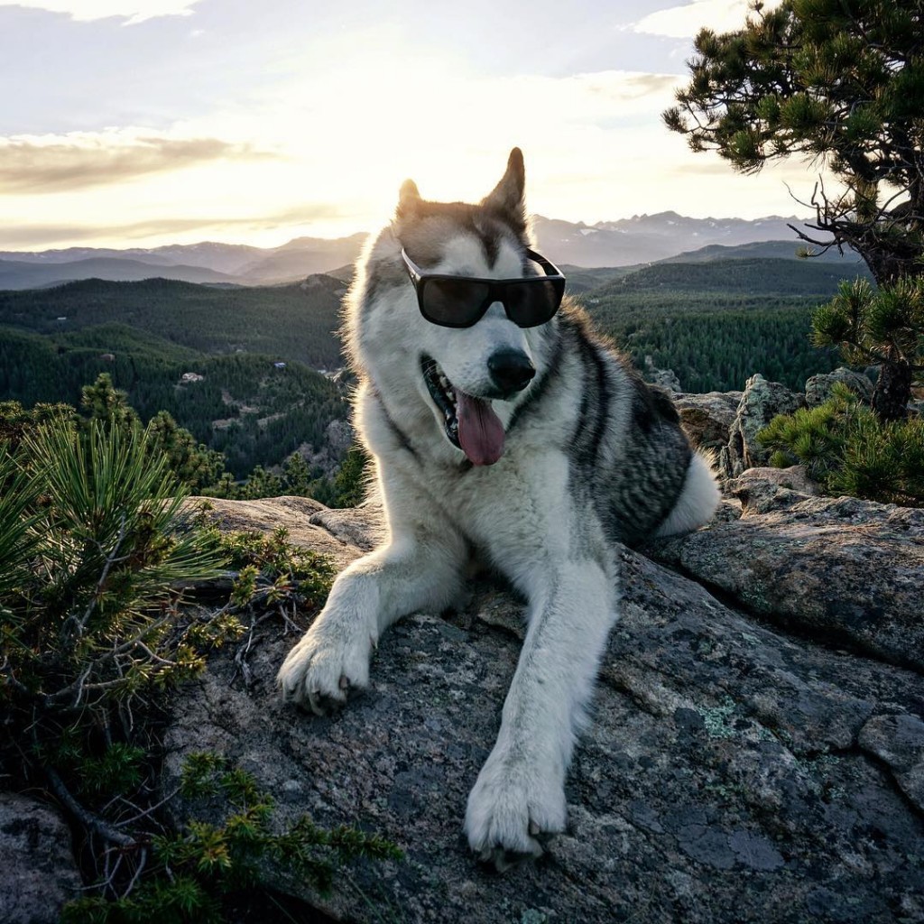 El perro lobo de Loki 5