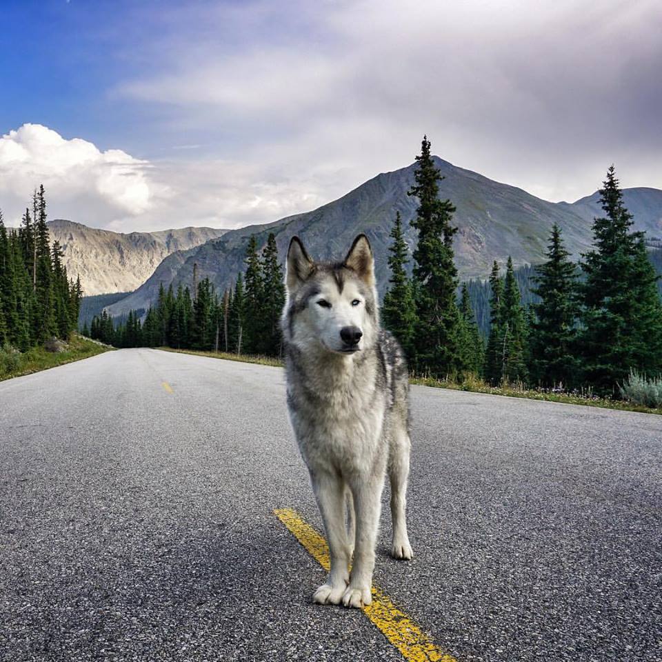 El perro lobo de Loki 6