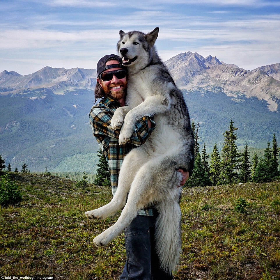 Perro lobo Loki 7