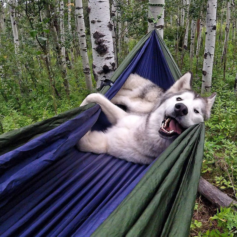 El perro lobo de Loki 8
