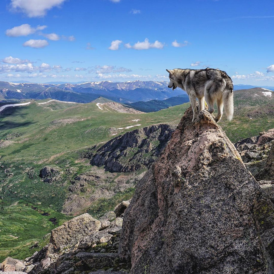 El perro lobo de Loki 9