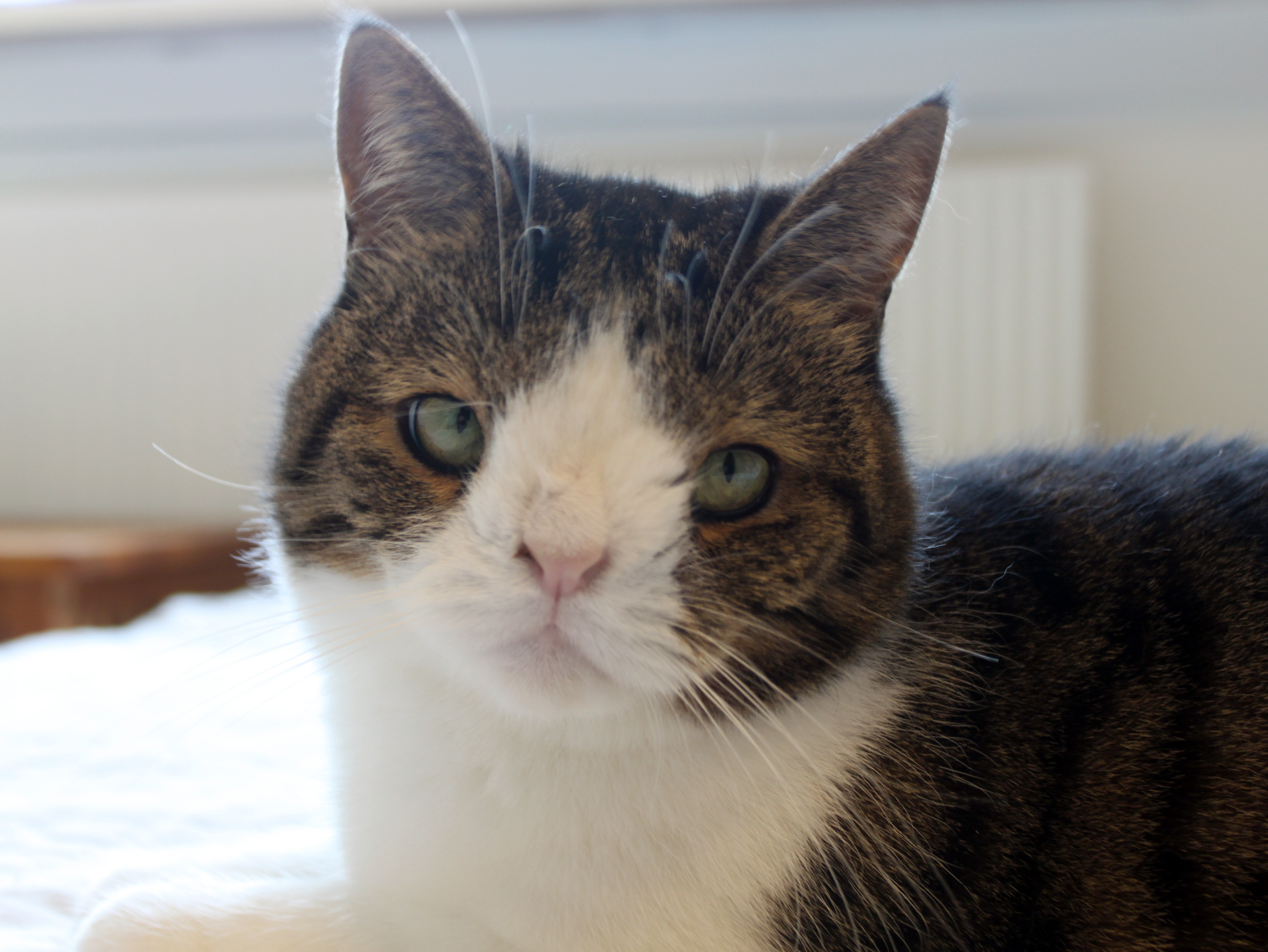 FOTO DE MICHAEL BJORN NIELSEN / CATERS NEWS - (EN LA FOTO del adorable gato, Monty) Estas conmovedoras imágenes de un gato nacido sin puente nasal demuestran que aún se pueden admirar diferentes looks. En la foto, mirando con curiosidad a la cámara, el gatito único nació con un hueso de la nariz, lo que le da un aspecto ligeramente inusual debido a un defecto cromosómico: Una anomalía genética significó que el gato doméstico, Monty, también sufriera algunos problemas leves en la vejiga. Pero a pesar de ser un poco diferente del gato atigrado promedio, Monty logró derretir corazones en todo el mundo.