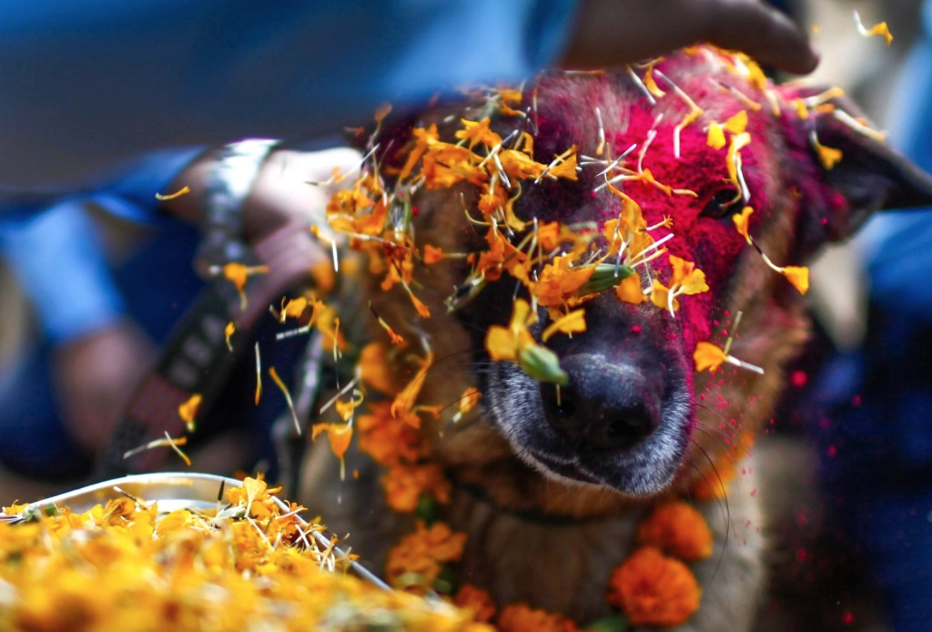 Festival nepalí para celebrar a los perros 1