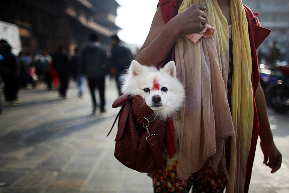 Un festival nepalí para celebrar a los perros
