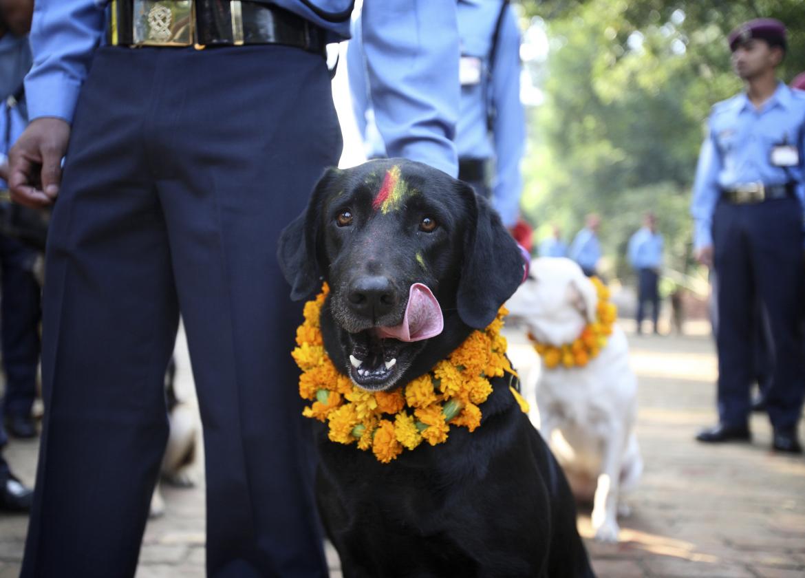 Un festival nepalí para celebrar a los perros