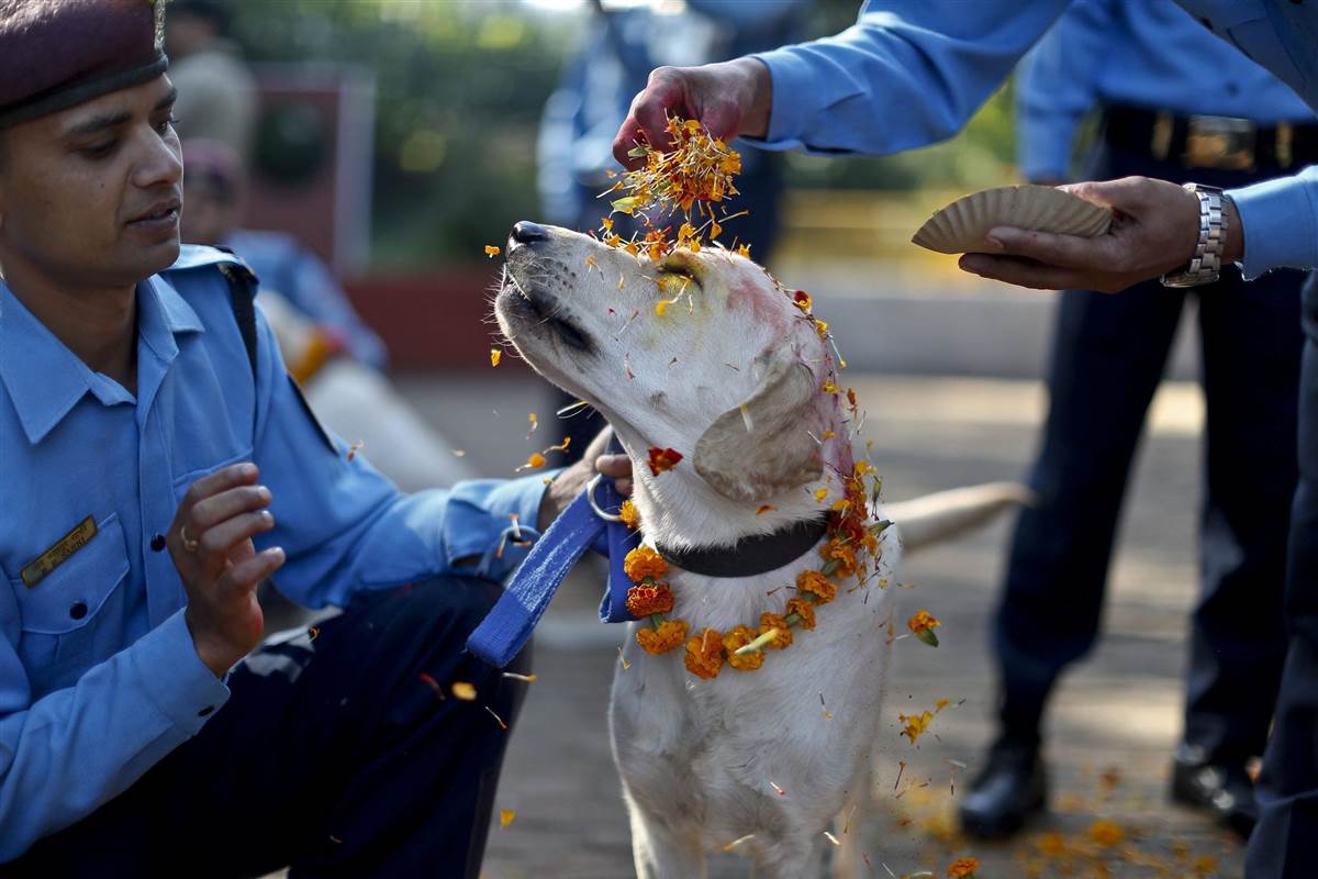 Un festival nepalés para celebrar a los perros 4