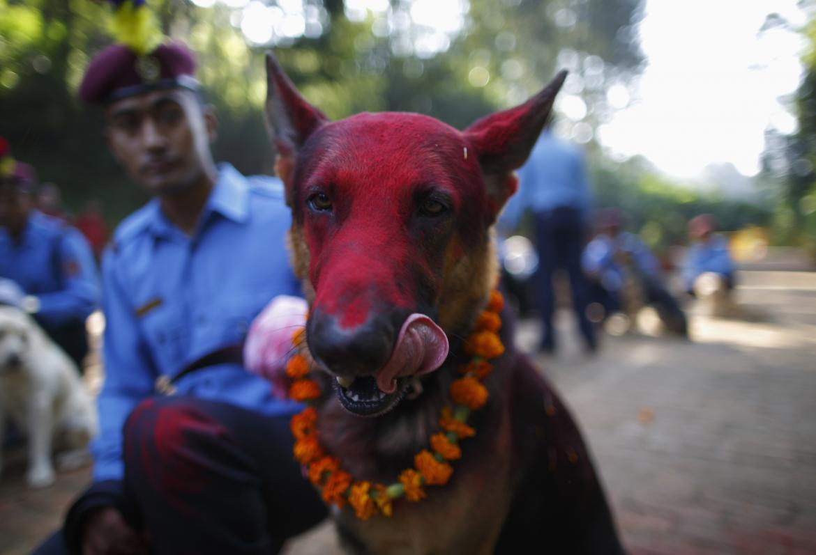 Festival nepalí para celebrar a los perros 5