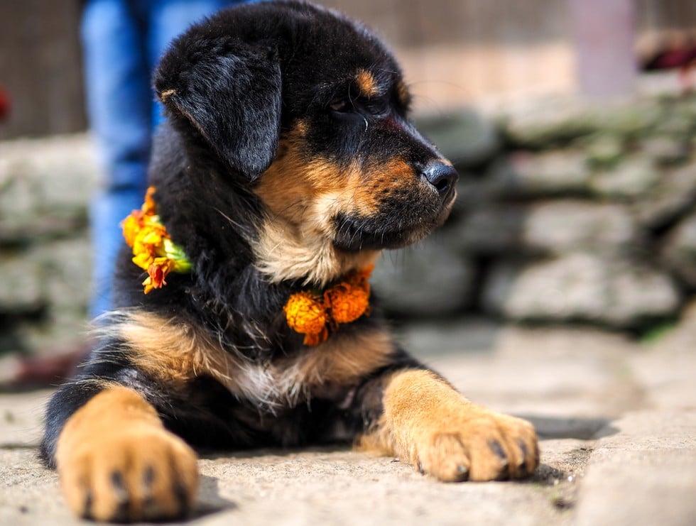 Festival nepalí para celebrar a los perros 6