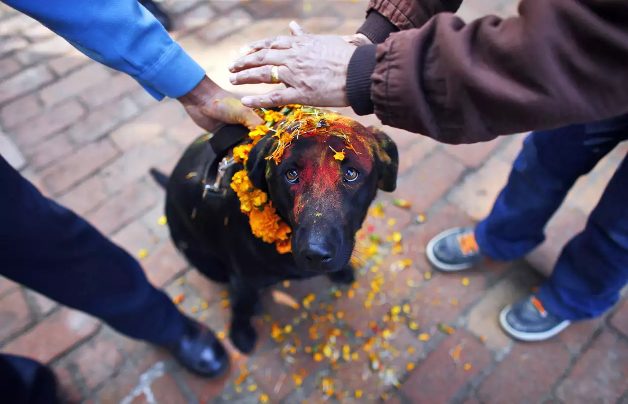 Un festival nepalí para celebrar a los perros
