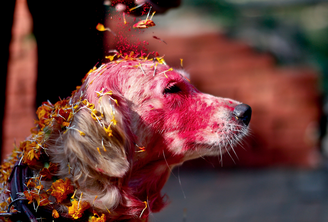 Un festival nepalí para celebrar a los perros