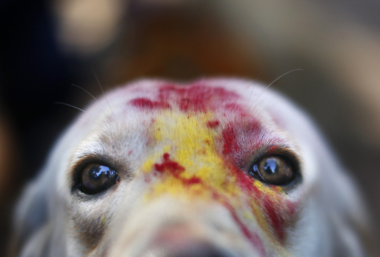 Festival nepalí para celebrar a los perros 9