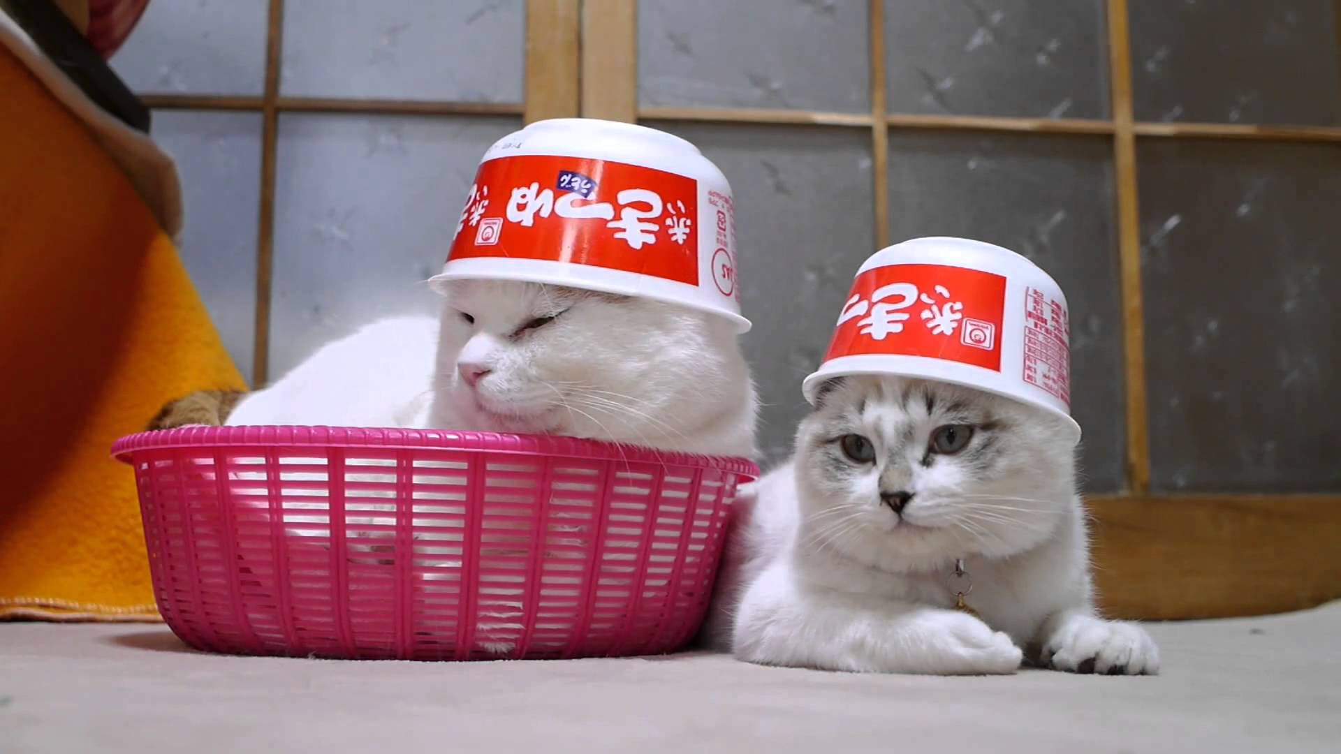 Shironeko 2: