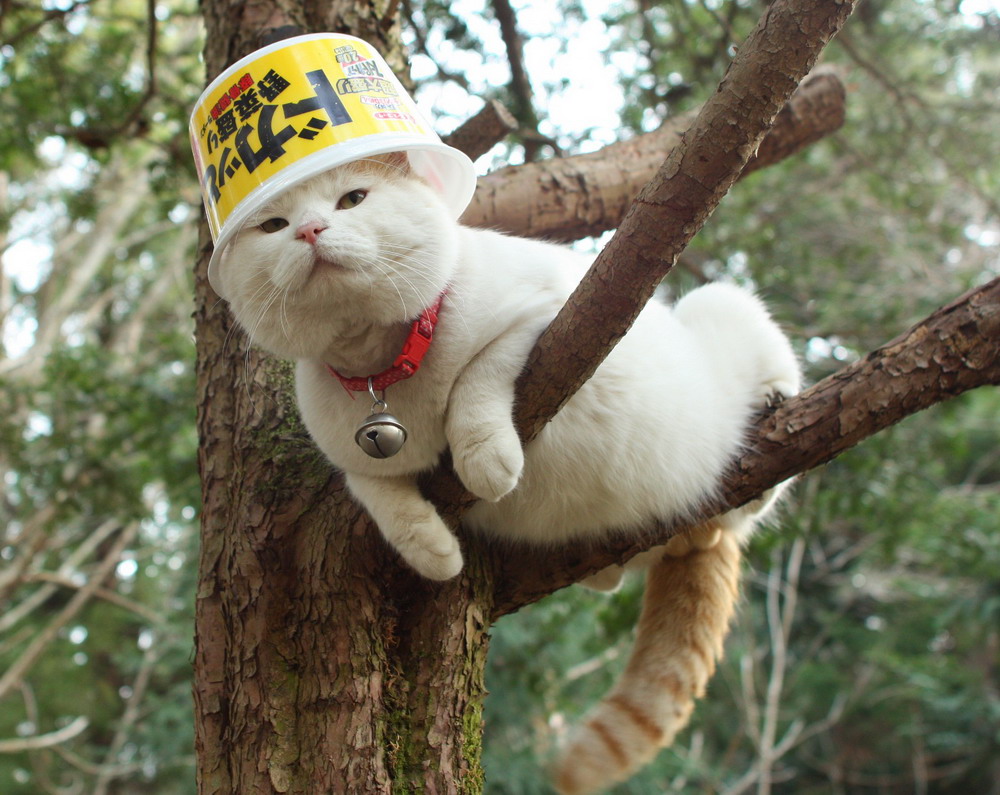 Shironeko 3: