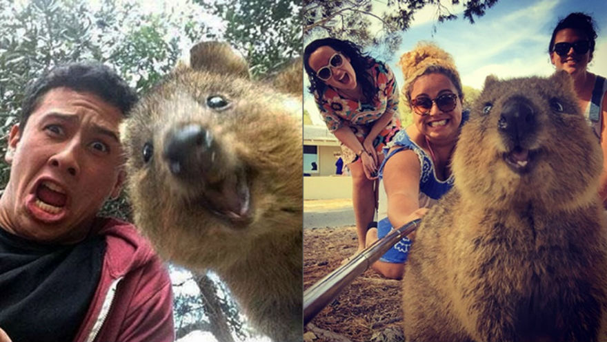 Tomarse selfies con animales salvajes es la nueva tendencia 15