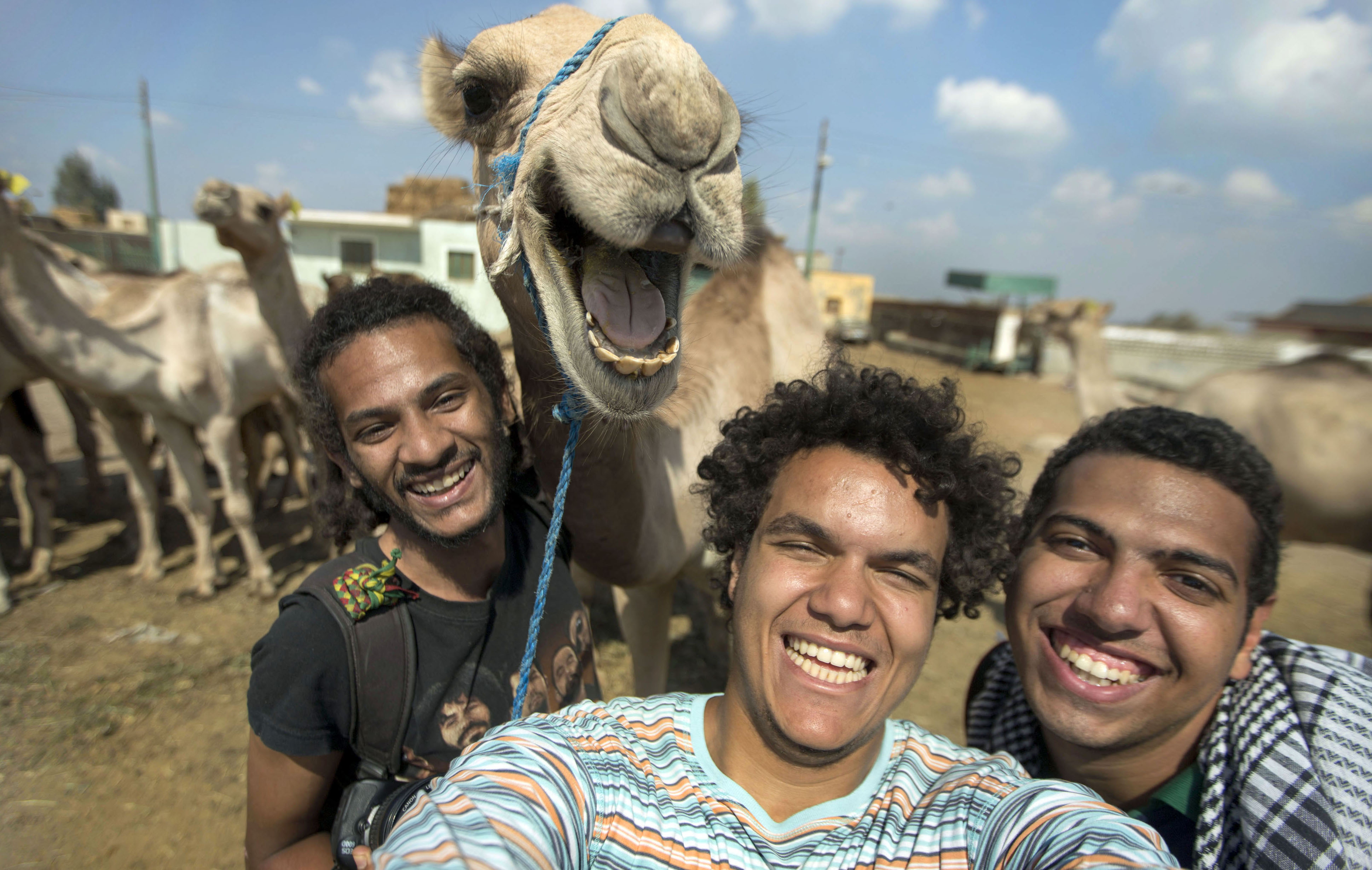FOTO POR HOSSAM ANTIKKA/ CATERS NEWS - (FOTO: De izquierda a derecha Maissra Sallah, Hossam Antikka y Karim Abdelaziz) - Este camello claramente no pudo tomarse una selfie después de posar para una selfie. La divertida foto muestra al encantado habitante del desierto sonriendo felizmente la cámara, Hossam Antikka, de 20 años, Karem, de 22 años. Abdelaziz y Misara Salah, de 24 años, fueron capturados por amigos, y el grupo alimentó al camello durante aproximadamente media hora antes de decidir tomar una foto de su nuevo amigo. VER EL MOTIVO DE LOS CATERS