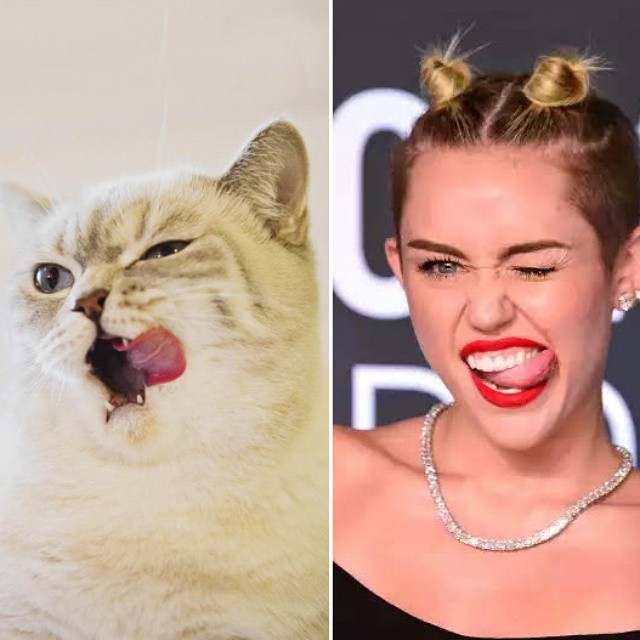 Snuffle gato brumoso 2