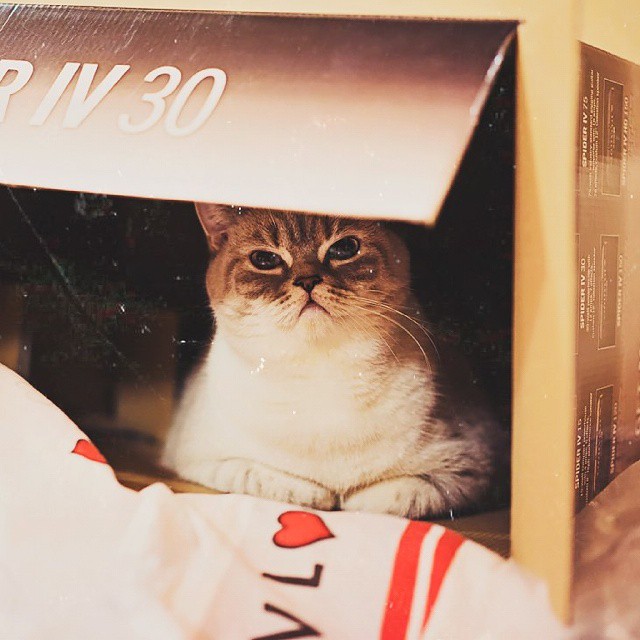 Snuffle Gato Misty 3