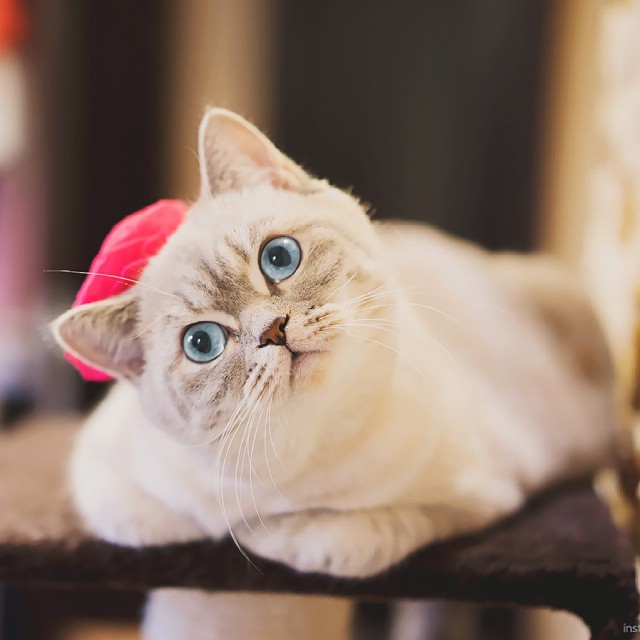 Snuffle Gato Misty 4