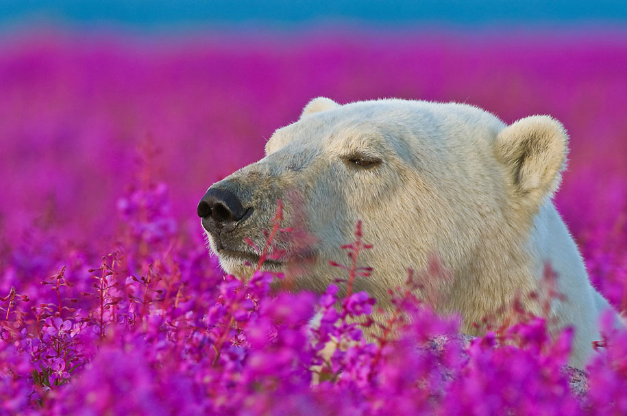 ¡El oso polar más lindo que jamás hayas visto! 1: