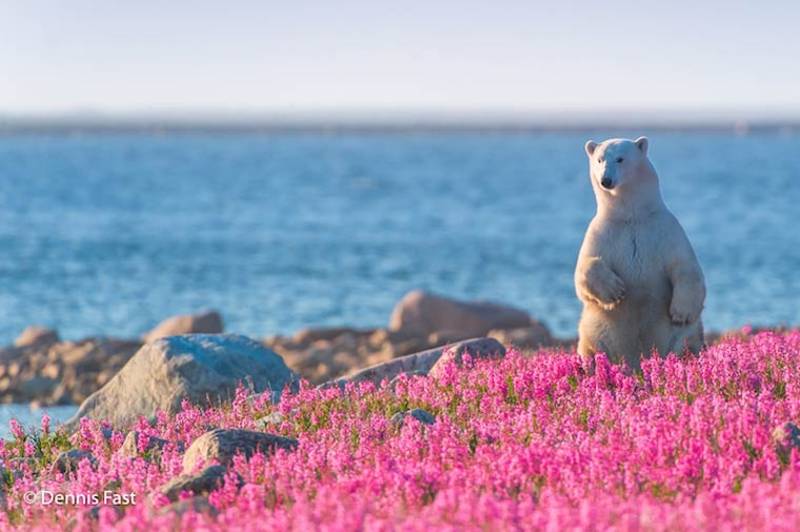 ¡El oso polar más lindo que jamás hayas visto! 10:00
