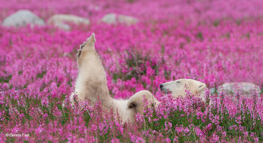 ¡El oso polar más lindo que jamás hayas visto! 11:00