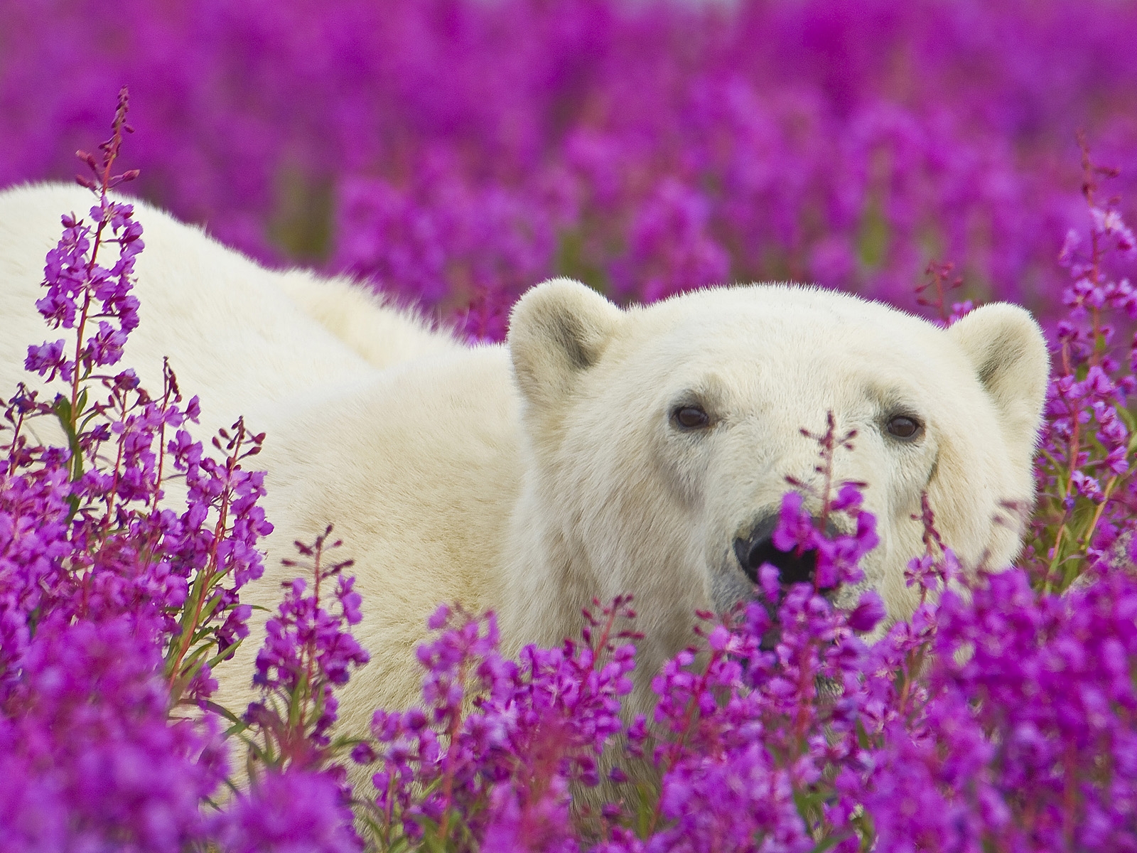 ¡El oso polar más lindo que jamás hayas visto! 2: