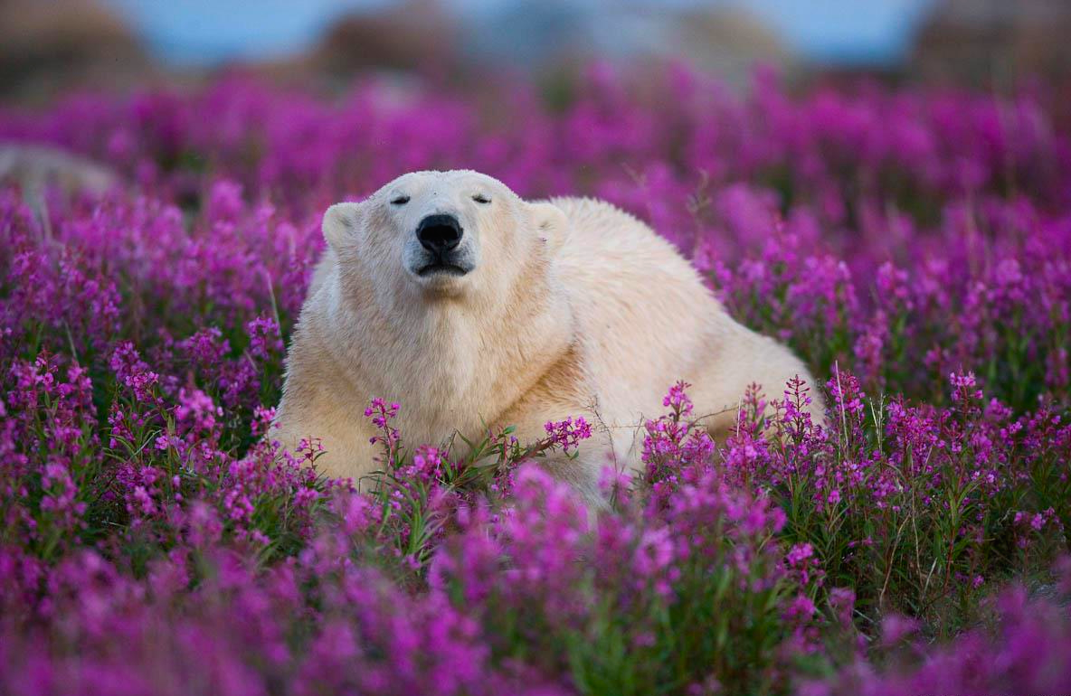 ¡El oso polar más lindo que jamás hayas visto! 3: